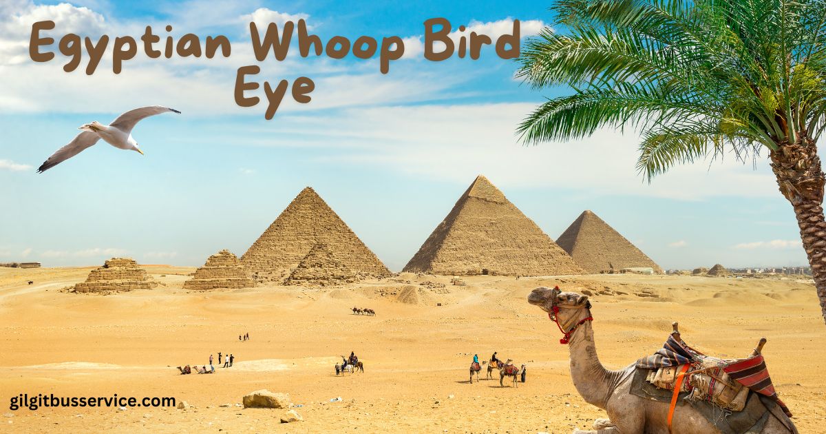 Egyptian Whoop Bird Eye gilgitbusservice Egyptian Whoop Bird Eye: Ancient Symbolism and Significance